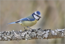 <p>SÝKORA MODŘINKA (Cyanistes caeruleus) /Eurasian blue tit - Blaumeise/</p>
